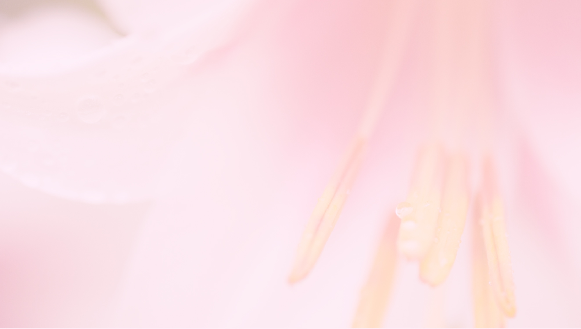 ASHADA 新品未開封 廃盤】adidas ZX700 アディダス レディーススニーカー 24.0